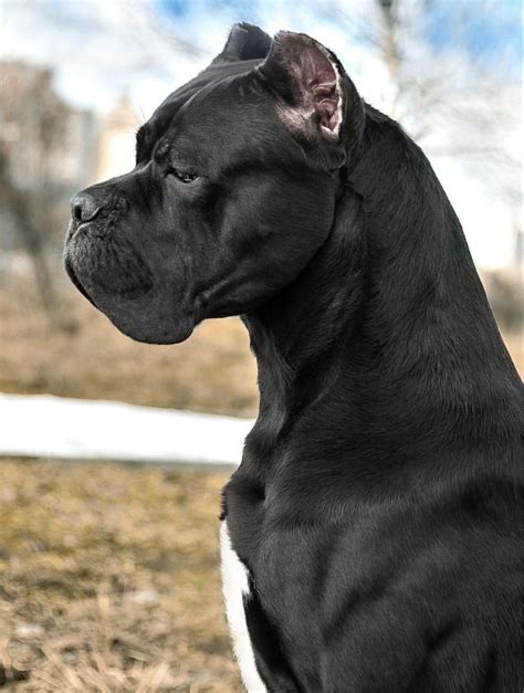 43 Biggest Dog Cane Corso Pic Bleumoonproductions