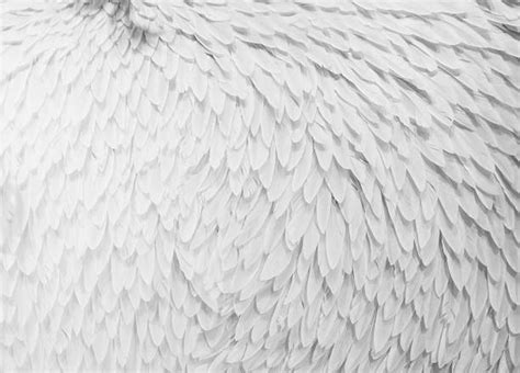 White Feathers Texture Stock Photos Pictures And Royalty Free Images