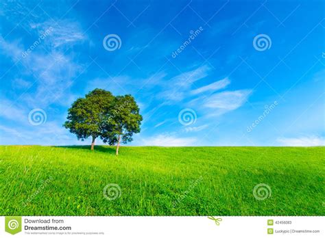 Landscape Tree In Clear Green And Blue Nature Stock Image Image Of