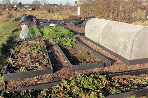 The achievement of black plastic – Gwenfar's Garden and other musings