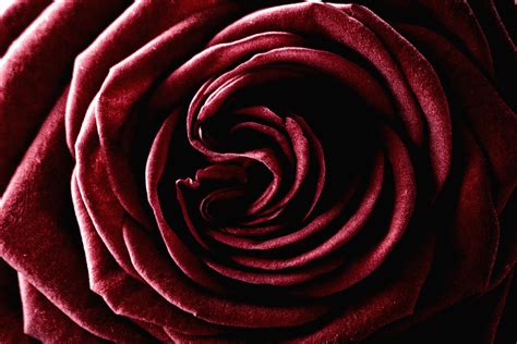 Rose Red Free Stock Photo Red Rose Close Up 17673