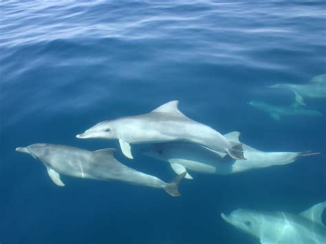 Adelaide Dolphin And Eco Tours Prices And Packages Book An Eco Tour