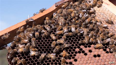 نيوزيلندا تغرق في العسل تراجع الطلب بعد انحسار كورونا