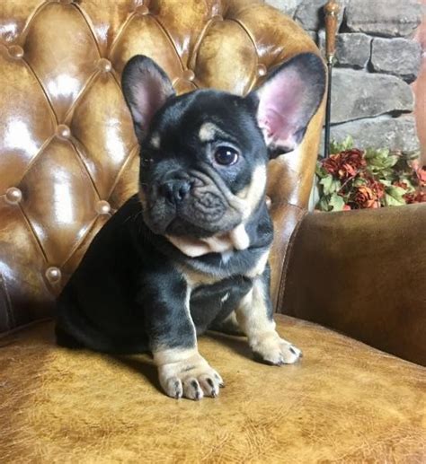 Akc Male French Bulldog Puppy For Sale