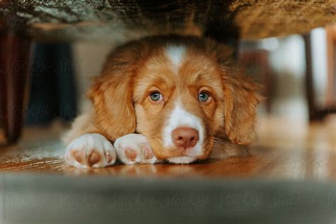 Puppy Resting Under Chair By Stocksy Contributor Luke Liable Stocksy
