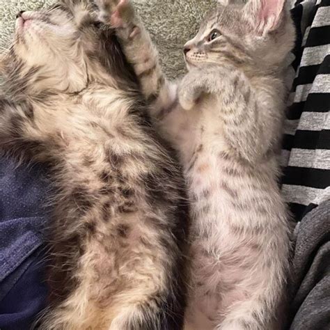 These Big Round Kitten Bellies Come Courtesy Of Fostering Magic