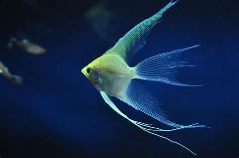 Agreeably Intriguing Facts About Angelfish