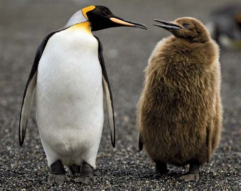 King Penguin Antarctic Bird Species Britannica