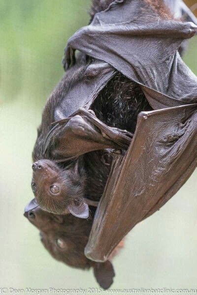 Black Flying Fox With Pup Bat Species Fox Bat Cute Bat