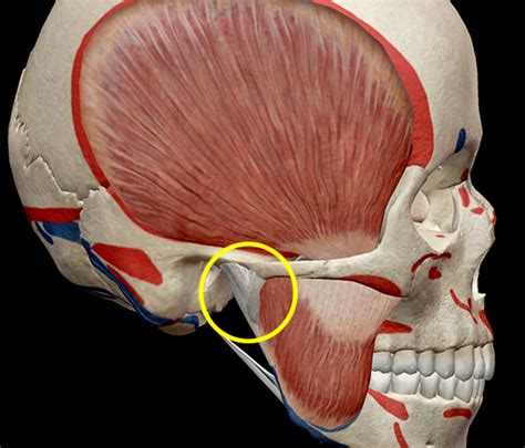 The deltoid muscles (sometimes called the deltoideus muscles) are thick triangular muscles that cover the shoulder joints. Learn Muscle Anatomy: Muscles of Mastication