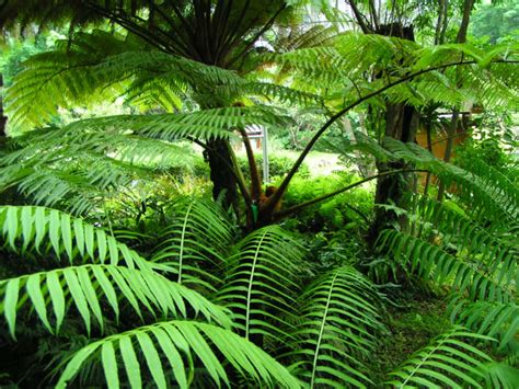 Tropical Forests Are Not The Carbon Sinks We Thought They Were