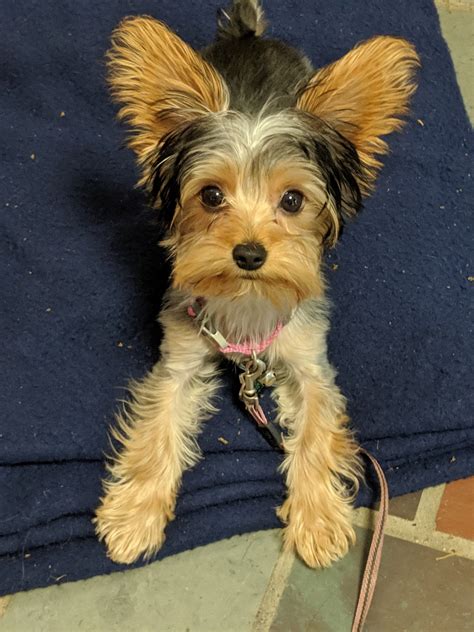 Get your happy doggie here! Yorkshire Terrier Puppies For Sale | Grand Island, NY #302234