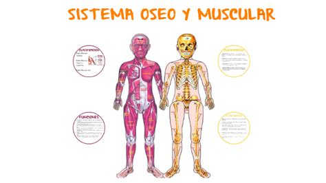 Sistema Oseo Y Sistema Muscular Mindmeister Mapa Mental Images