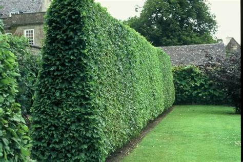 Landscaping With Privet Hedge Plants Screen Plants Privacy Plants