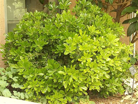 Not just scented flowers, they also have beautiful foliage. Find plants - Mock Orange