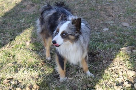 Welcome to the michigan anatolian shepherd rescue page here at local dog rescues! Kaylee Fisher, Miniature Australian Shepherd Stud in Lima ...