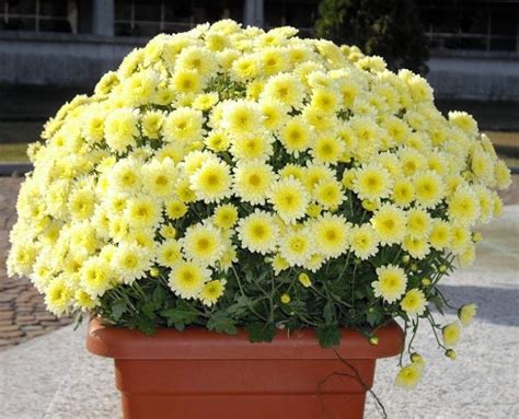 Scopriamo allora i più belli, in che occasione si utilizzano e il loro significato simbolico. 10 fiori da balcone invernali | Fiori da balcone, Fiori, Piante invernali