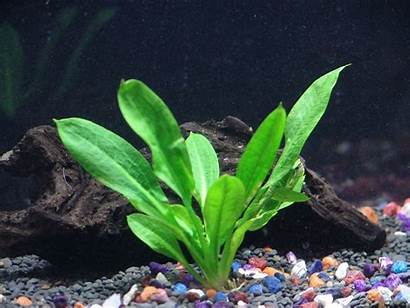 Aquarium Plants Plant Sword Echinodorus Rosette Parviflorus
