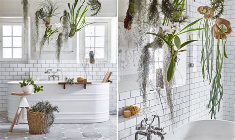 All'interno della casa , invece, è preferibile mettere i vasi vicino a finestre o davanzali, in modo da assicurare alle piante la giusta quantità di luce. Le piante da mettere in bagno: tillandsie e orchidee ...