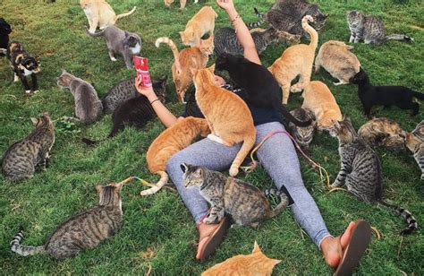 Theres An Island In Hawaii Where You Can Meet Hundreds Of Cats Metro