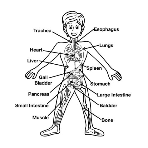 Human Organ Diagrams 101 Diagrams