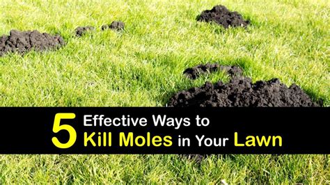 5 Effective Ways To Kill Moles In Your Lawn