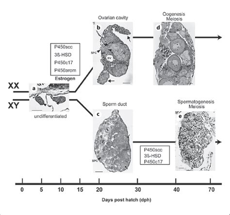 Schematic Representation Of The Gonadal Sex Differentiation Process In Download Scientific