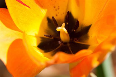 Yellow Tulip Free Stock Photo Public Domain Pictures