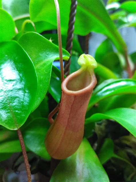 Carnivorous Monkey Pitcher Plant, Lovely Plant To Keep Gnats In Check ...