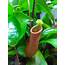 Carnivorous Monkey Pitcher Plant Lovely To Keep Gnats In Check 