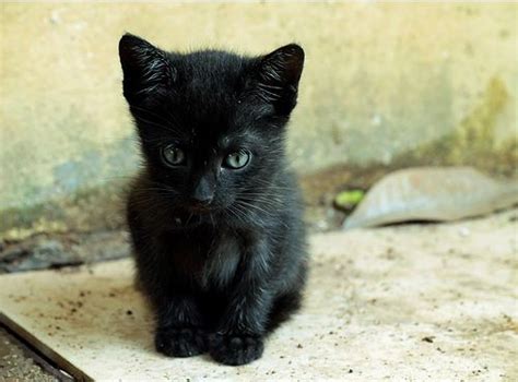Asmas Rescued Kittens Love Meow