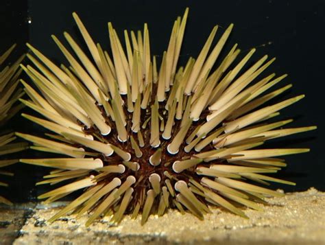 Short Spined Urchin Urchin Invertebrate Saltwater Tank