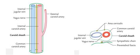 The ascending cervical artery (from the thyrocervical trunk) passes near this nerve. Easy Notes On 【Deep Cervical Fascia - Fascia Colli ...