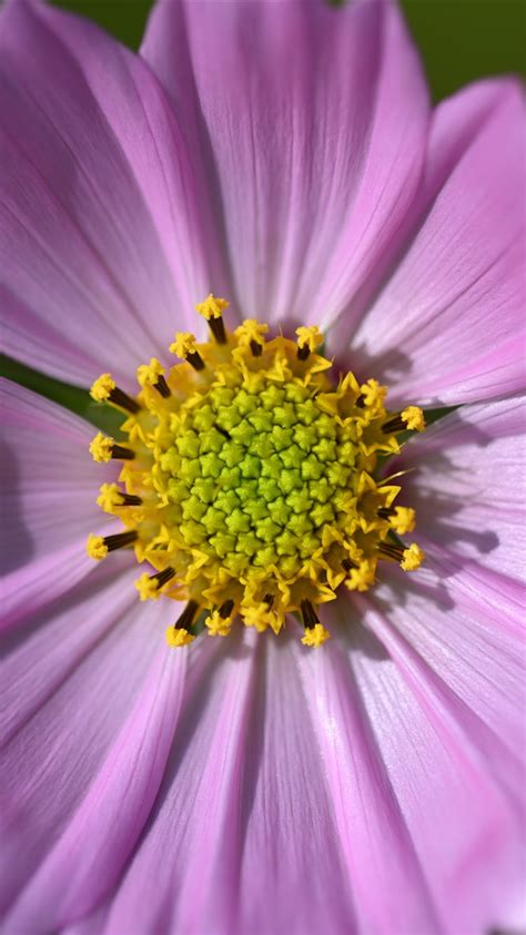 Wallpaper Pink Cosmos Flower Macro Photography 7680x4320 Uhd 8k Picture