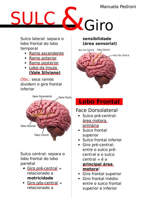 Sulcos E Giros Embriologia Do SN Sulco Lateral Separa O Lobo Frontal Do Lobo Temporal Ramo
