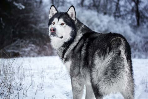 Giant Alaskan Malamute Get To Know The Amazing Giant Alaskan Malamute