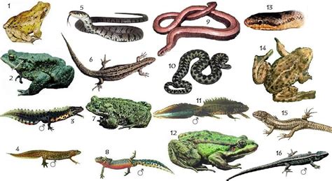 Reptiles Características Características Reptiles Y Anfibios