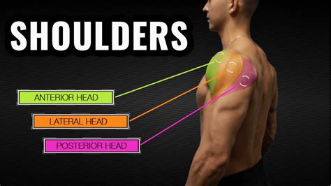 This is a table of skeletal muscles of the human anatomy. HELT - The Best Science-Based Shoulder Workout for Size and Symmetry