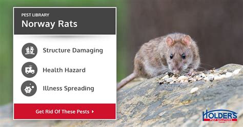 Norway Rat Types Facts And How To Identify Norway Rat Control