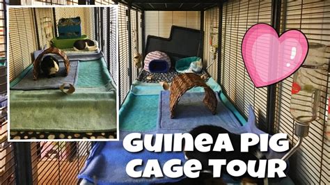 Guinea Pig Cage Tour January 2017 Triple Wide Midwest Critter
