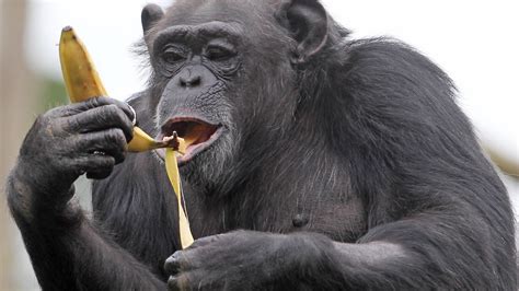 Chimpanzees Bond Over Watching Movie Together Study Bt