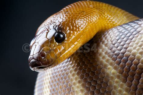 Reptiles4all Woma Python Aspidites Ramsayi
