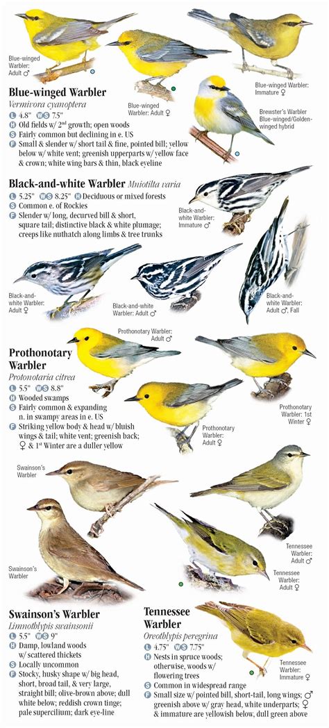 Warblers Of North America Quick Reference Publishing Retail