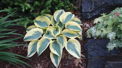 Hosta Autumn Frost And Wheee Knechts Nurseries And Landscaping