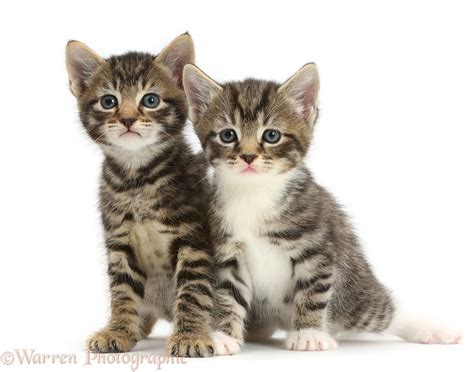 Cute Tabby Kittens Photo Wp42126