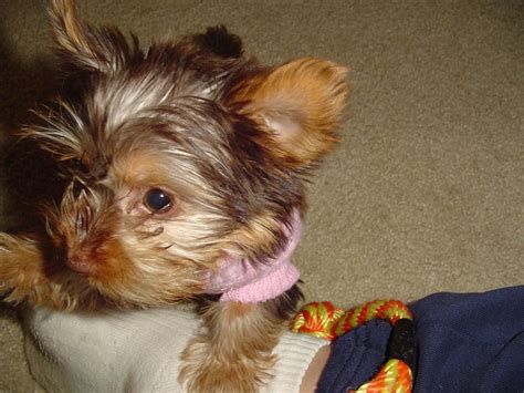 Yorkshire Terriers Awesome Toy Yorkie Teacup Yorkie Cutest Puppy