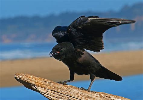 Crow Symbolism Crow Meaning Myths And Legends About The Crow By
