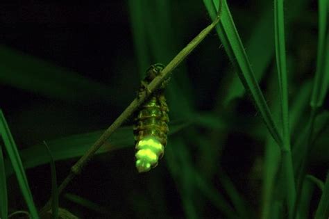 Glow Worms Radiance Is A Real Turn On The Times