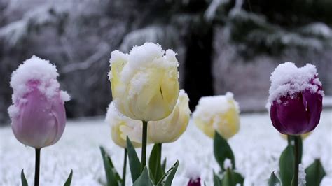 Snow Flowers Youtube