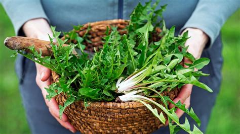 Heres Why You Should Start Eating Dandelion Greens